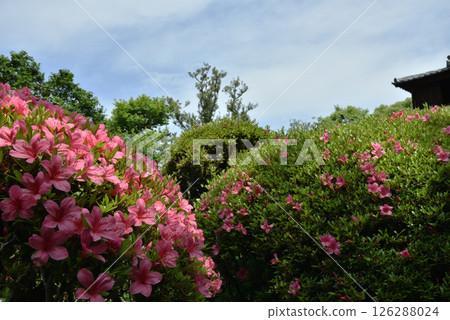 紫泉堂定山寺的春天：五月與松月樓（京都市左京區） 126288024