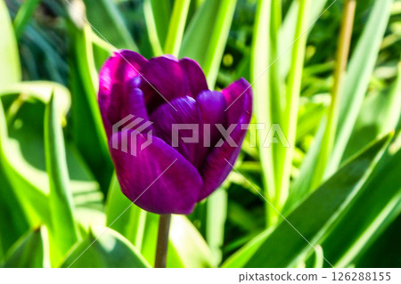酒紅色鬱金香 126288155