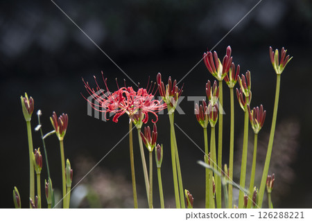 The first blooming red spider lilies 126288221