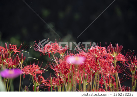 A cluster of cluster amaryllis 126288222