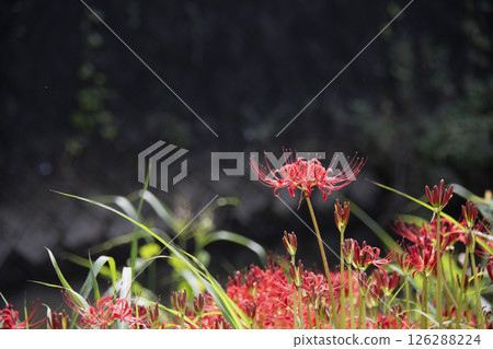 red spider lily red spider lily 126288224