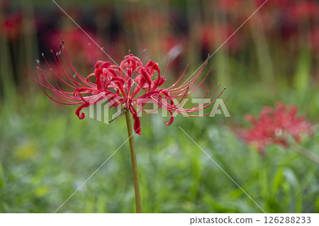 升級Higanki花 126288233