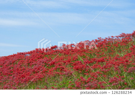 Autumn sky and bright red cluster amaryllis 126288234