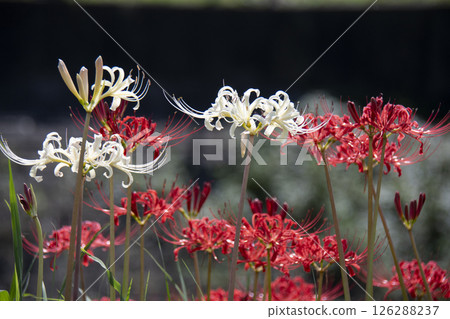 White and red cluster amaryllis 126288237