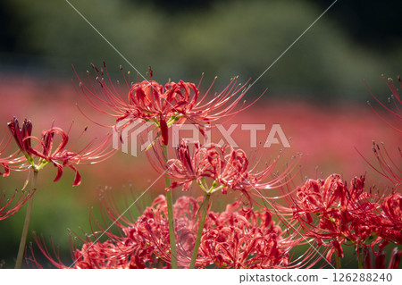 red spider lily 126288240
