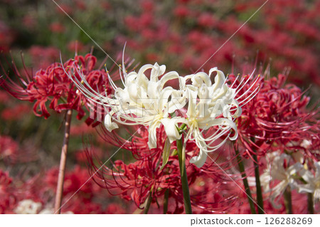 白文十坂 126288269