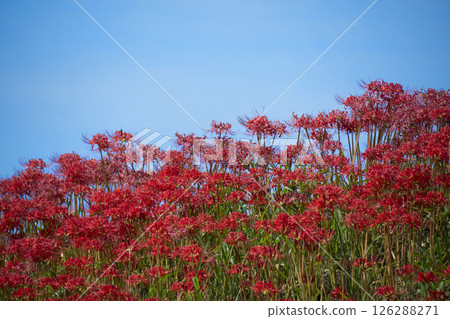 Autumn sky and bright red spider lilies: the contrast of red and blue 126288271