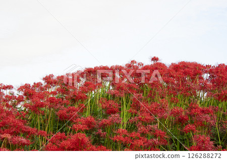 Spider lilies on white background 126288272