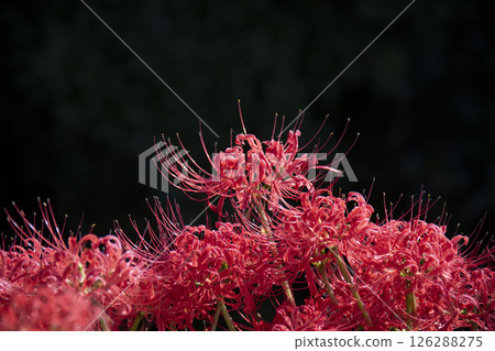 黑色背景中的紅色簇孤挺花 黑色背景中的紅色簇孤挺花 126288275