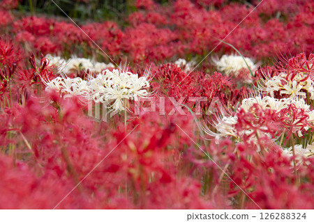 A cluster of cluster amaryllis A cluster of cluster amaryllis 126288324