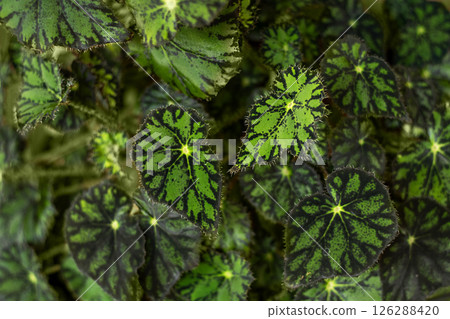 Close-up of vibrant green leaves with dark patterns and textured details 126288420