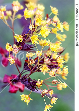 Vibrant yellow and red blossoms in a natural outdoor setting Vibrant yellow and red blossoms in a natural outdoor setting 126288421