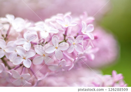 Delicate pink and white flowers captured in soft natural light in spring. Delicate pink and white flowers captured in soft natural light in spring. 126288509