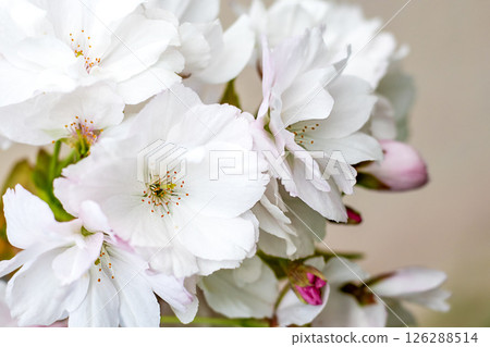 Delicate white blossoms with pink accents in bright natural sunlight 126288514