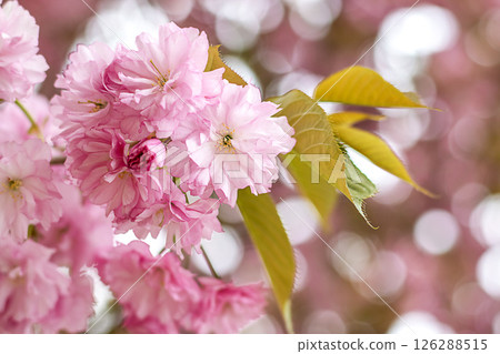 Close-up of vibrant pink flowers blooming with soft light and natural background Close-up of vibrant pink flowers blooming with soft light and natural background 126288515