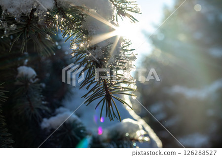 The snow melts from the trees in the early days of spring. Drops of water and snow fall from a tree branch. Ice water drips. Change of seasons, change of weather. The snow melts from the trees in the early days of spring. Drops of water and snow fall from a tree branch. Ice water drips. Change of seasons, change of weather. 126288527