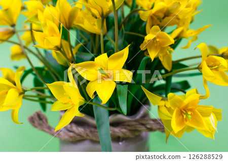 Close-up of yellow forest tulips on a green background. The basis for the postcard. Mother's Day, 8 March. Place for an inscription. Selective flus. 126288529
