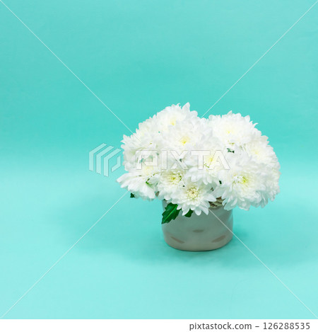 Bouquet of white chrysanthemums in a ceramic vase on a blue background. Postcard for mother's day, for March 8. Beautiful chrysanthemum flowers. Place for an inscription. 126288535