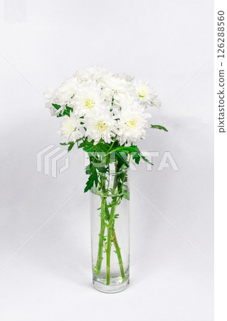 Bouquet of white chrysanthemums in a glass vase on a white background. Postcard for mother's day, for March 8. Beautiful chrysanthemum flowers. Bouquet of white chrysanthemums in a glass vase on a white background. Postcard for mother's day, for March 8. Beautiful chrysanthemum flowers. 126288560