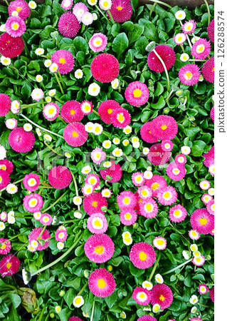 Vibrant pink daisies blooming surrounded by greenery in a beautiful garden. 126288574