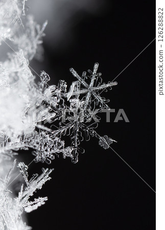 Macro snowflakes showing intricate winter details on dark background Macro snowflakes showing intricate winter details on dark background 126288822