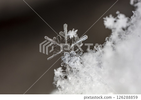 Macro snowflakes showing intricate winter details on dark background Macro snowflakes showing intricate winter details on dark background 126288859