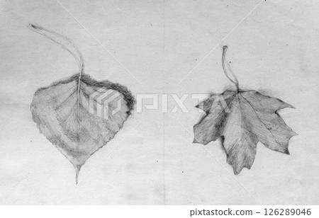 still life, pencil drawing illustration, sketch still life, pencil drawing illustration, sketch 126289046