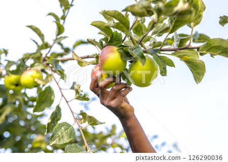 Picking fresh ripe apples 126290036