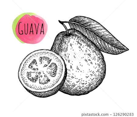 Guava and half ink sketch Guava and half ink sketch 126290283