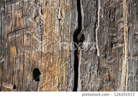 Ligei spotted bug on a tree trunk with a female macro photography Ligei spotted bug on a tree trunk with a female macro photography 126291015