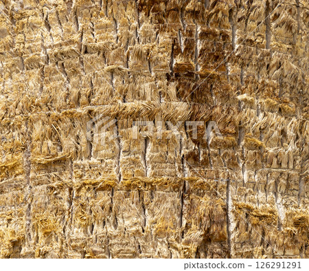 Detailed Texture of Palm Tree Bark. Closeup view of the textured patterned trunk of a tropical coconut palm tree. Close up of the tree trunk of a Date coconut Palm tree (Phoenix dactylifera) 126291291