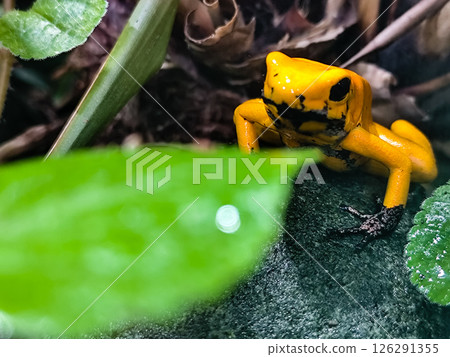 Golden poison frog endemic from the rainforests of Colombia. Phyllobates terribilis. 126291355