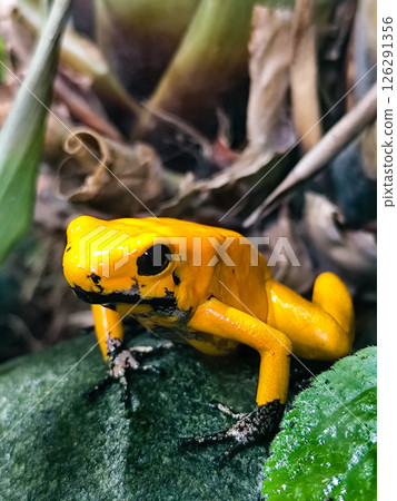 Golden poison frog endemic from the rainforests of Colombia. Phyllobates terribilis. Golden poison frog endemic from the rainforests of Colombia. Phyllobates terribilis. 126291356