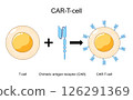 CAR-T-cell formation 126291369