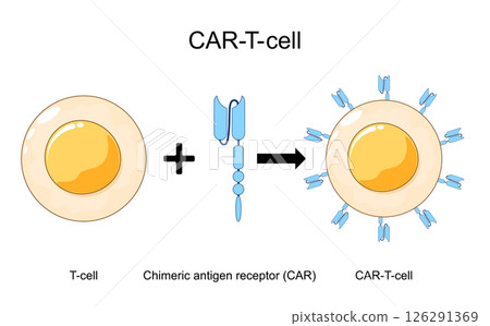 CAR-T-cell formation 126291369