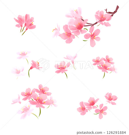 Sakura on white background. Digital cherry tree. Cherry blossom flower blooming. Pink sakura flower background. Beautiful sakura flower petals flying on white background. Flowers for wedding. 126291884