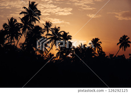 Silhouetted palm trees frame a vivid, orange sunset, casting a warm glow across the sky, creating a tropical paradise scene. Exotic nature landscape. 126292125