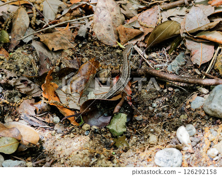 A Japanese grass lizard emerging from fallen leaves A Japanese grass lizard emerging from fallen leaves 126292158