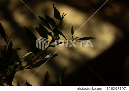 Olive tree branch with leaves illuminated by sunlight, perfect for nature themes. Close-up of olive tree leaves basks in the sunlight in a park garden Olive tree branch with leaves illuminated by sunlight, perfect for nature themes. Close-up of olive tree leaves basks in the sunlight in a park garden 126292197