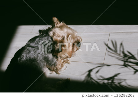 A cute yorkshire terrier rests in a sunlit spot, its fur catching the light, with shadows creating a beautiful contrast on the white floor Palm shadow 126292202