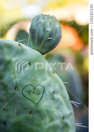 A close-up shot showcases a green cactus pad with a hand-drawn heart and initials carved into its surface, symbolizing love and nature. Enduring love. A close-up shot showcases a green cactus pad with a hand-drawn heart and initials carved into its surface, symbolizing love and nature. Enduring love. 126292330