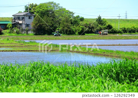 Rice field scenery (Noda City, Chiba Prefecture) 126292349