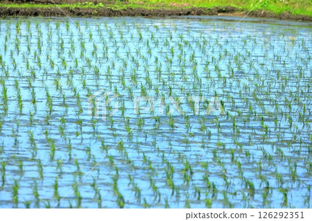 Rice field scenery (Noda City, Chiba Prefecture) Rice field scenery (Noda City, Chiba Prefecture) 126292351