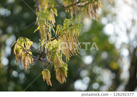 櫟屬serrata花 126292377