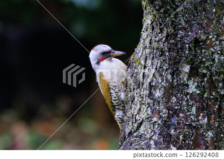大啄木鳥 Aogera 與在森林中脫穎而出的紅頭圖案 大啄木鳥 Aogera 與在森林中脫穎而出的紅頭圖案 126292408