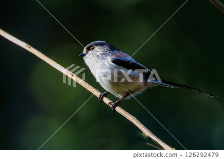 長尾長尾小白鳥因其可愛的手勢而廣受歡迎 126292479