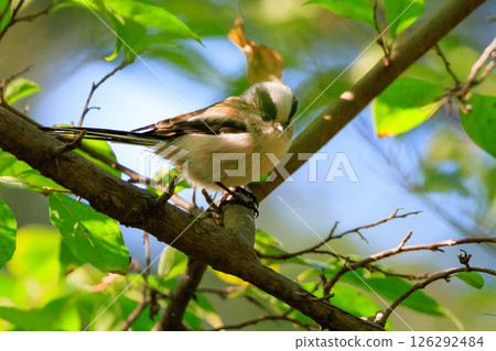 長尾長尾小白鳥因其可愛的手勢而廣受歡迎 長尾長尾小白鳥因其可愛的手勢而廣受歡迎 126292484