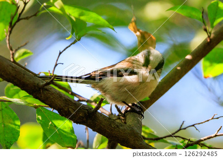 長尾長尾小白鳥因其可愛的手勢而廣受歡迎 126292485