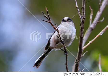 長尾長尾小白鳥因其可愛的手勢而廣受歡迎 126292498