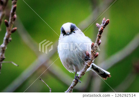 Long-tailed long-tailed small white bird popular for its cute gestures 126292514
